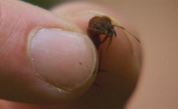 Những điều chưa biết về lo&agrave;i kiến