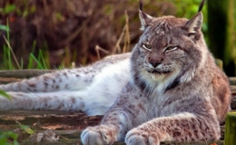 Vẻ đẹp b&iacute; ẩn của lo&agrave;i m&egrave;o hoang qu&yacute; hiếm khổng lồ