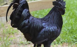 Giống g&agrave; đen qu&yacute; hiếm gi&aacute; &ldquo;khủng&rdquo; nhất thế giới