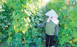 Đồng vốn nghĩa t&igrave;nh (Kỳ 2)