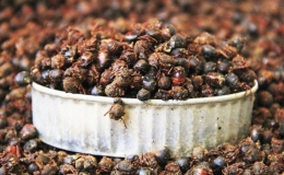 Kiến c&aacute;nh - đặc sản "trời ban" ở Mexico