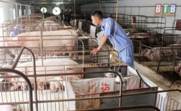 Th&aacute;i Thụy: Ph&ograve;ng, chống dịch tả lợn ch&acirc;u Phi