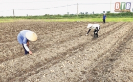 T&acirc;n H&ograve;a: Th&ecirc;m vụ khoai t&acirc;y