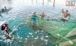 Hiệu quả nu&ocirc;i t&ocirc;m thẻ ch&acirc;n trắng c&ocirc;ng nghệ cao