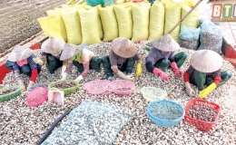 &ldquo;Qu&agrave;&rdquo; của biển