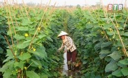 Gi&aacute; trị sản xuất tr&ecirc;n 1ha canh t&aacute;c của ng&agrave;nh trồng trọt đạt 133,19 triệu đồng