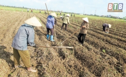 Vũ Ninh đẩy mạnh li&ecirc;n kết sản xuất c&acirc;y m&agrave;u vụ đ&ocirc;ng