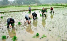 C&aacute;c địa phương tập trung triển khai sản xuất vụ Đ&ocirc;ng Xu&acirc;n