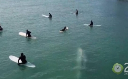 N&iacute;n thở cảnh c&aacute; voi khổng lồ bơi ngay dưới h&agrave;ng chục người đang lướt s&oacute;ng