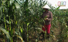 Chủ động ph&ograve;ng, trừ s&acirc;u keo m&ugrave;a thu tr&ecirc;n ng&ocirc; vụ đ&ocirc;ng