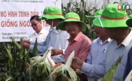 TBM18 - Giống ng&ocirc; mới chất lượng