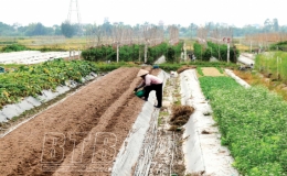 An Ninh: Chăm s&oacute;c c&acirc;y m&agrave;u vụ đ&ocirc;ng