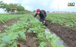 Chăm s&oacute;c c&acirc;y khoai t&acirc;y vụ đ&ocirc;ng 2020