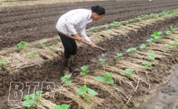 Chăm s&oacute;c c&acirc;y vụ đ&ocirc;ng mới trồng