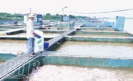 Điểm tựa gi&uacute;p n&ocirc;ng d&acirc;n ph&aacute;t triển kinh tế