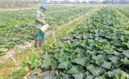 Duy&ecirc;n Hải đẩy mạnh sản xuất vụ đ&ocirc;ng 