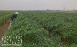 Th&aacute;i Thụy: Chủ động bảo vệ, chăm s&oacute;c c&acirc;y m&agrave;u sau mưa lớn