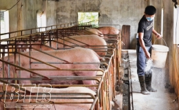 Th&agrave;nh phố: Tăng cường bảo vệ đ&agrave;n vật nu&ocirc;i