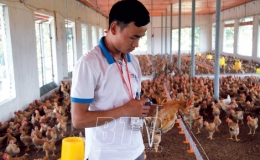 T&iacute;ch cực ph&ograve;ng, chống dịch bệnh,  bảo vệ đ&agrave;n vật nu&ocirc;i