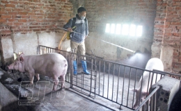 Vũ Ch&iacute;nh: Khẩn trương, quyết liệt ph&ograve;ng, chống  bệnh dịch tả lợn ch&acirc;u Phi