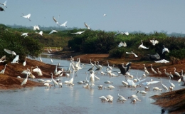 Bảo tồn v&agrave; sử dụng bền vững c&aacute;c v&ugrave;ng đất ngập nước