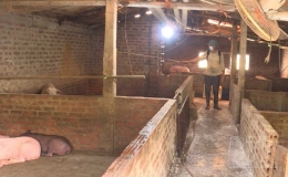 Đ&ocirc;ng Hưng: Chủ động ph&ograve;ng, chống bệnh dịch tả lợn ch&acirc;u Phi