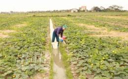  Đ&ocirc;ng Hưng: Phấn đấu gieo cấy 11.300ha l&uacute;a vụ xu&acirc;n năm 2022