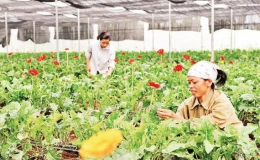 H&agrave; Nội: Huyện Chương Mỹ N&acirc;ng cao chất lượng ti&ecirc;u ch&iacute; n&ocirc;ng th&ocirc;n mới