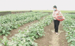 Hội N&ocirc;ng d&acirc;n huyện Tiền Hải: Hỗ trợ hội vi&ecirc;n ph&aacute;t triển kinh tế