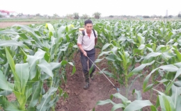 Kiến Xương t&iacute;ch cực chăm s&oacute;c c&acirc;y vụ đ&ocirc;ng