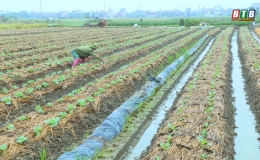 Quỳnh Phụ: Phấn đấu gieo trồng 6.500ha c&acirc;y vụ đ&ocirc;ng