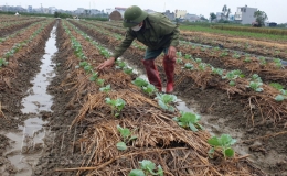 Quỳnh Phụ: Phấn đấu sớm ho&agrave;n th&agrave;nh v&agrave; vượt mục ti&ecirc;u sản xuất vụ đ&ocirc;ng