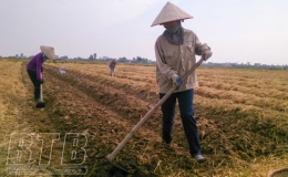 Th&aacute;i Thụy: Mở rộng diện t&iacute;ch c&acirc;y m&agrave;u vụ đ&ocirc;ng ưa lạnh