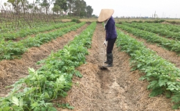 Vũ Thư: Vừa ph&ograve;ng, chống dịch vừa đẩy mạnh sản xuất vụ đ&ocirc;ng