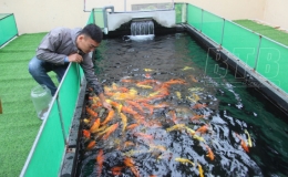 Cho hiệu quả kinh tế cao từ nu&ocirc;i c&aacute; Koi