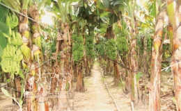 Chuối ti&ecirc;u hồng tr&ecirc;n đồng đất Hồng An