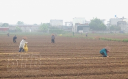 Phong tr&agrave;o trồng c&acirc;y vụ đ&ocirc;ng ở Vũ Ninh