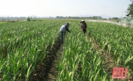 Thị x&atilde; Bỉm Sơn (Thanh H&oacute;a) ho&agrave;n th&agrave;nh nhiệm vụ x&acirc;y dựng n&ocirc;ng th&ocirc;n mới