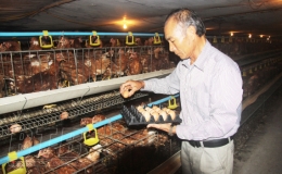 Tiền Hải: Ph&aacute;t triển chăn nu&ocirc;i bền vững