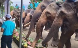 Viện trợ hơn 55,4 tỷ đồng để chấm dứt du lịch cưỡi voi