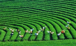 Xanh h&oacute;a nền kinh tế để chống biến đổi kh&iacute; hậu