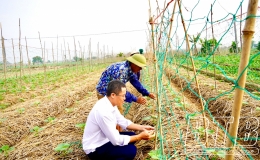 An T&acirc;n: T&iacute;ch cực chăm s&oacute;c c&acirc;y m&agrave;u vụ đ&ocirc;ng
