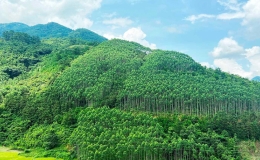 Bảo vệ rừng - biện ph&aacute;p hữu &iacute;ch gi&uacute;p giảm kh&iacute; carbon