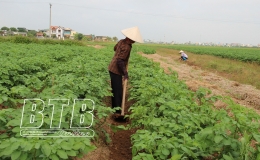 To&agrave;n tỉnh đ&atilde; gieo trồng 35.321ha c&acirc;y vụ đ&ocirc;ng