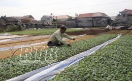  Hưng H&agrave;: T&iacute;ch tụ ruộng đất tr&ecirc;n 1.000ha, tăng 325ha so với năm 2020