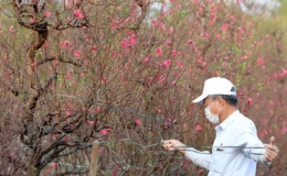 Khu du lịch Nhật T&acirc;n được c&ocirc;ng nhận khu du lịch cấp th&agrave;nh phố của H&agrave; Nội