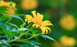 M&ugrave;a hoa d&atilde; quỳ tại Ba V&igrave;