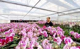 Nam Định: Ứng dụng khoa học c&ocirc;ng nghệ cao để ph&aacute;t triển n&ocirc;ng nghiệp xanh