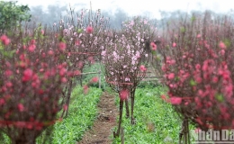 Th&ocirc;ng b&aacute;o ch&iacute;nh thức lịch nghỉ Tết Nguy&ecirc;n đ&aacute;n năm 2024