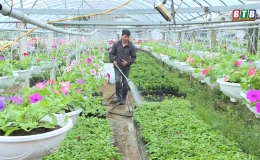 C&aacute;c l&agrave;ng hoa, c&acirc;y cảnh ven đ&ocirc; tất bật chuẩn bị cho vụ tết